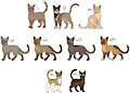 Cat Clan Adopt [OPEN] by Werewolfbusiness