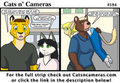 Cats n Cameras Strip #184 "Even Teams"