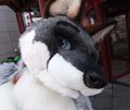 Just a silly picture my friend took at Eurofurence 19