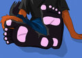 Coon's Paw Pads