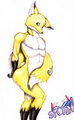 Golden Fox Boi
