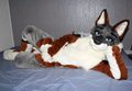 So... You come here often?