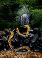 Persian weave 2 of 2 by Blackmagickfox