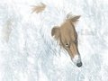 Whiteout