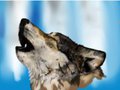 Realistic wolf  by Inabi