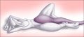 Mewtwo+