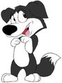 Border Collie