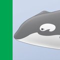 Quin the Whaleca