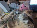 Beginning of 3-D Moyomongoose Figurine