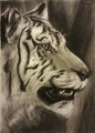 Tiger Portrait