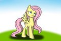 Calm Fluttershy