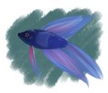 Betta Fish Doodle