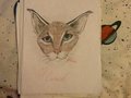 An Caracal 