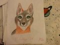 An gray fox