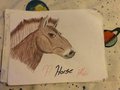 A horse 