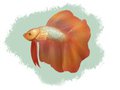 Betta Fish Doodle 3
