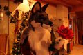 A rose for you
