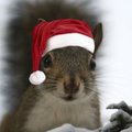 When Christmas Comes To Town