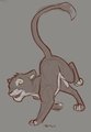 Lioness Collection - 2