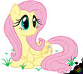 Fluttershy