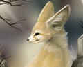 Animal Portrait - Fennec