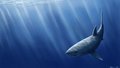 Cruising Carcharodon 