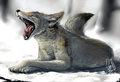 Animal Portrait - Coyote by MissOro