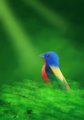 Gift – Painted Bunting