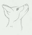 Collie Sketch by colliebutt