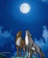 Lobos by yepippandarojo