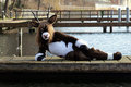Draw me like one of your french girls by Mryia