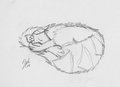 Pencil sketch - Ball of Floof