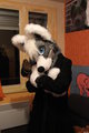 Artyom Husky fluffy ears by Pakyto
