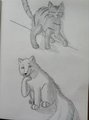 Me and Cole, the Arctic Fox