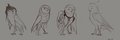 Owl Pack