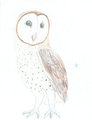 Barn Owl
