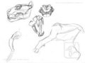 Lion skull and anatomy Study