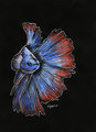 Betta by Kirron