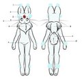 Fluun Anatomy