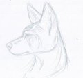 Thai Ridgeback Head