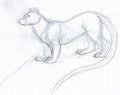 Fossa Sketch by Karja