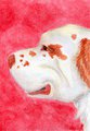 Clumber Spaniel ACEO
