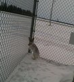 Is the Wolf gone? 