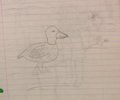Realistic Duck