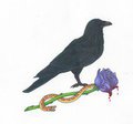 Raven, Rose, and Serpent