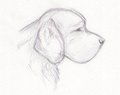 Clumber Head Study