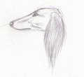 Saluki Head Study