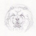 Chow Chow Head Study