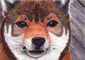 Kaiya ACEO Take 2