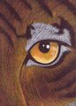Tiger Eye ACEO